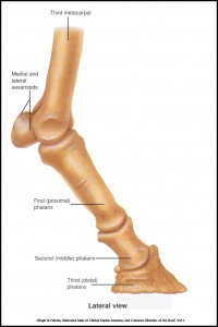 Leg Bones - Lateral View