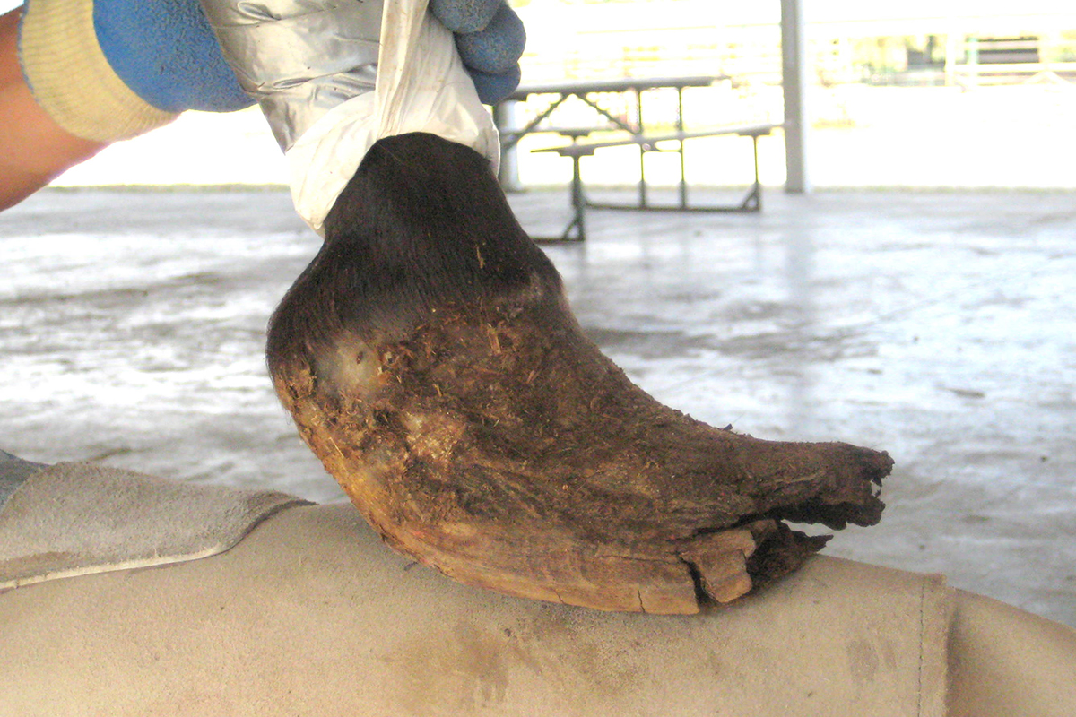Cadaver Hoof - Liberated Horsemanship Clinic