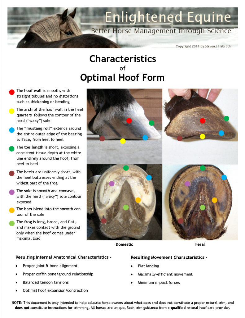 Characterisctics of Optimal Hoof Form