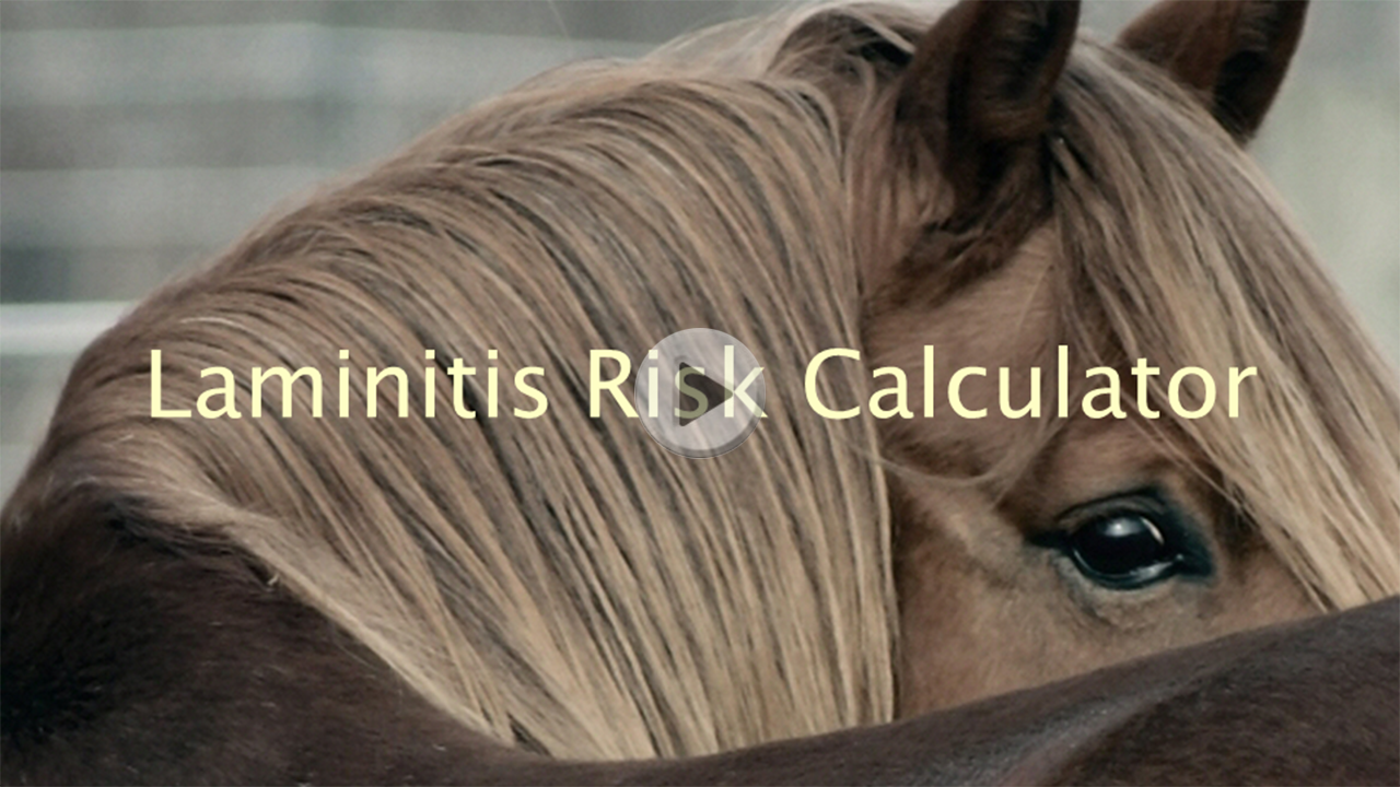 Laminitis Risk Calculator Video