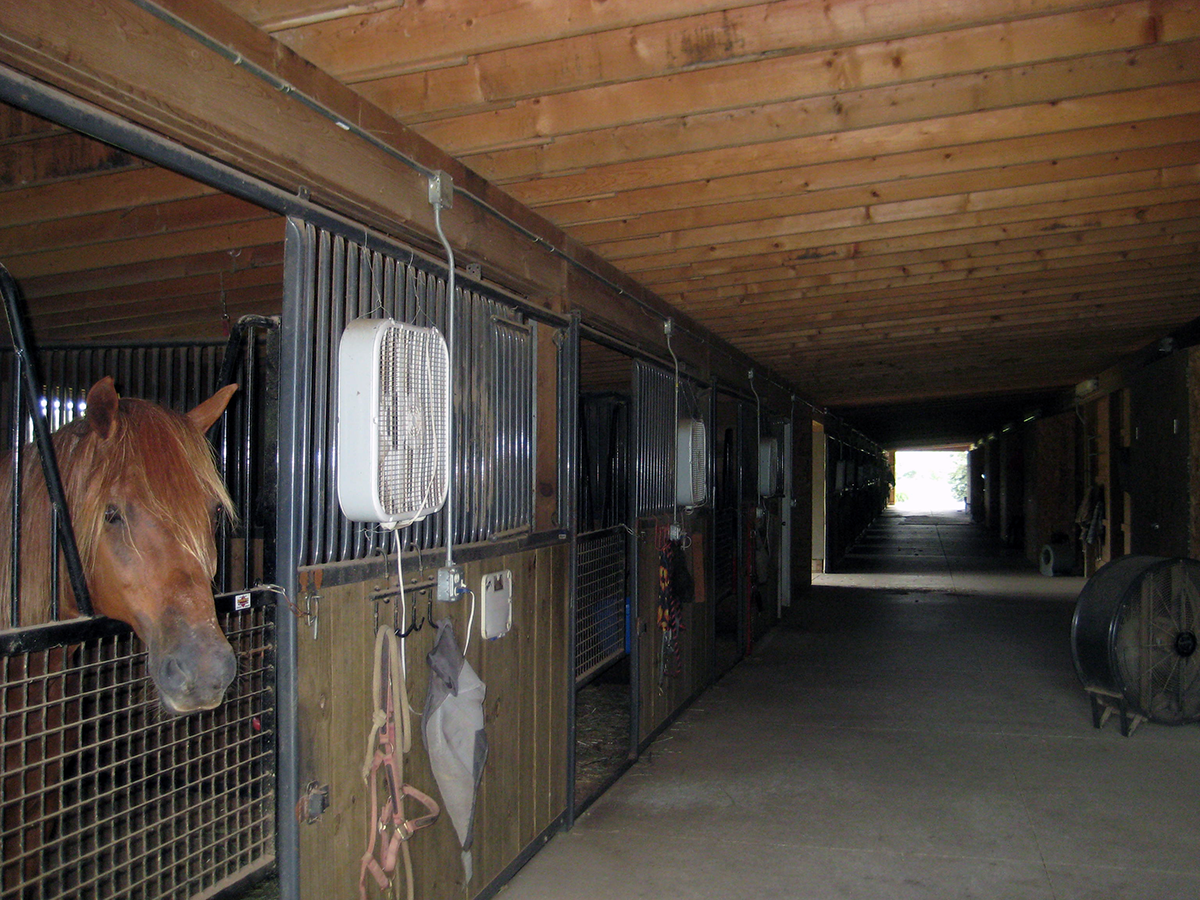 afspejle tale kondensator Keeping Your (Horses) Cool – Part 1 — Enlightened Equine