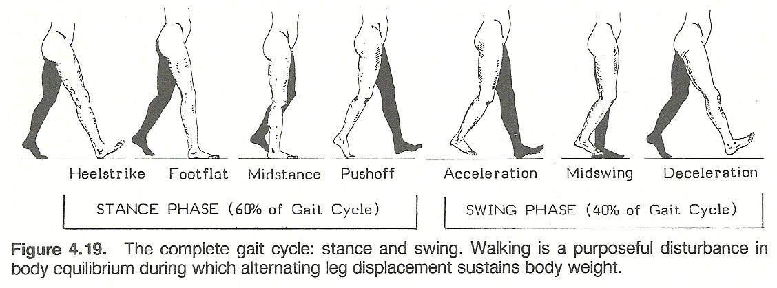 Diagram of the human gait cycle
