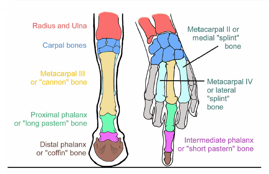 Comparison of the horse and human forelimbs