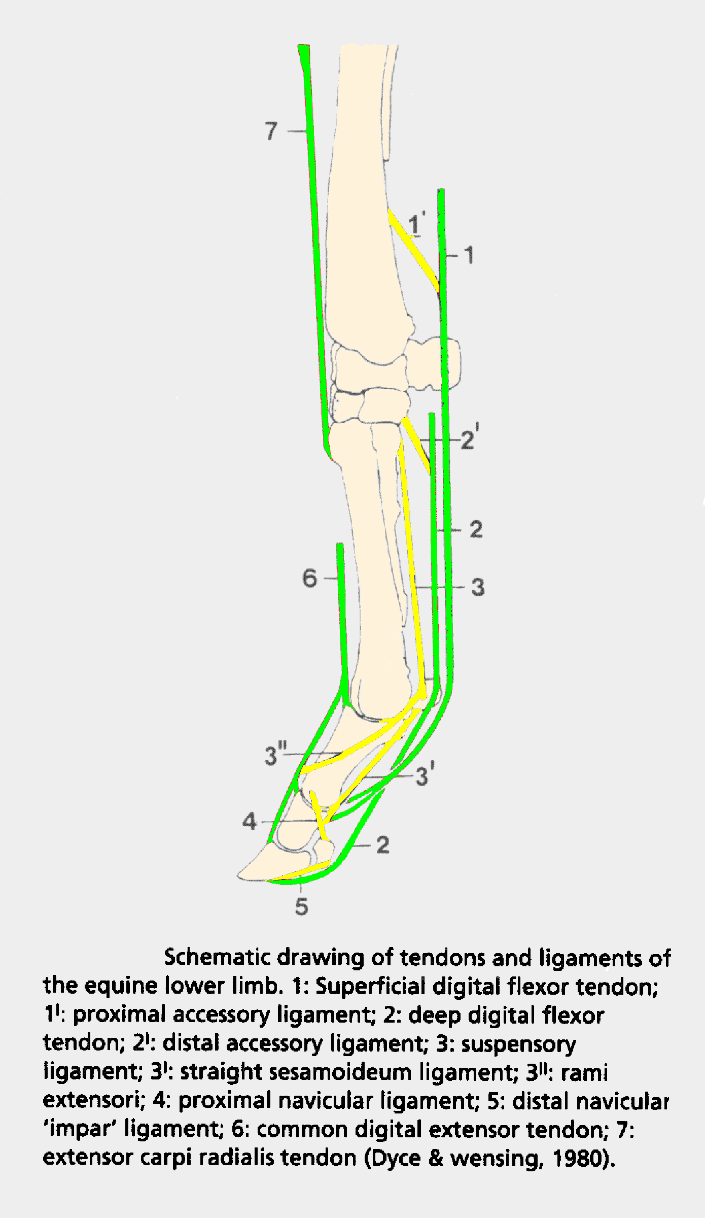 Diagram of major tendons & ligaments of the lower limb