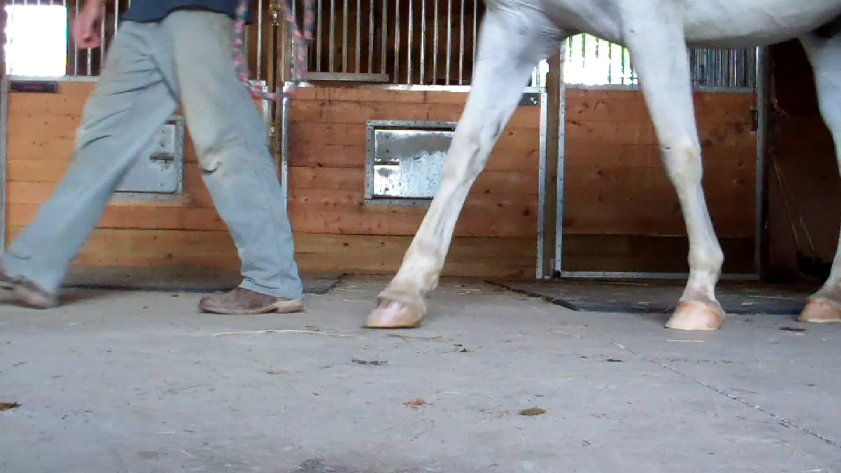 Properly-trimmed hoof about to make contact
