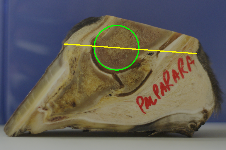 Center of coffin joint rotation on a feral foot