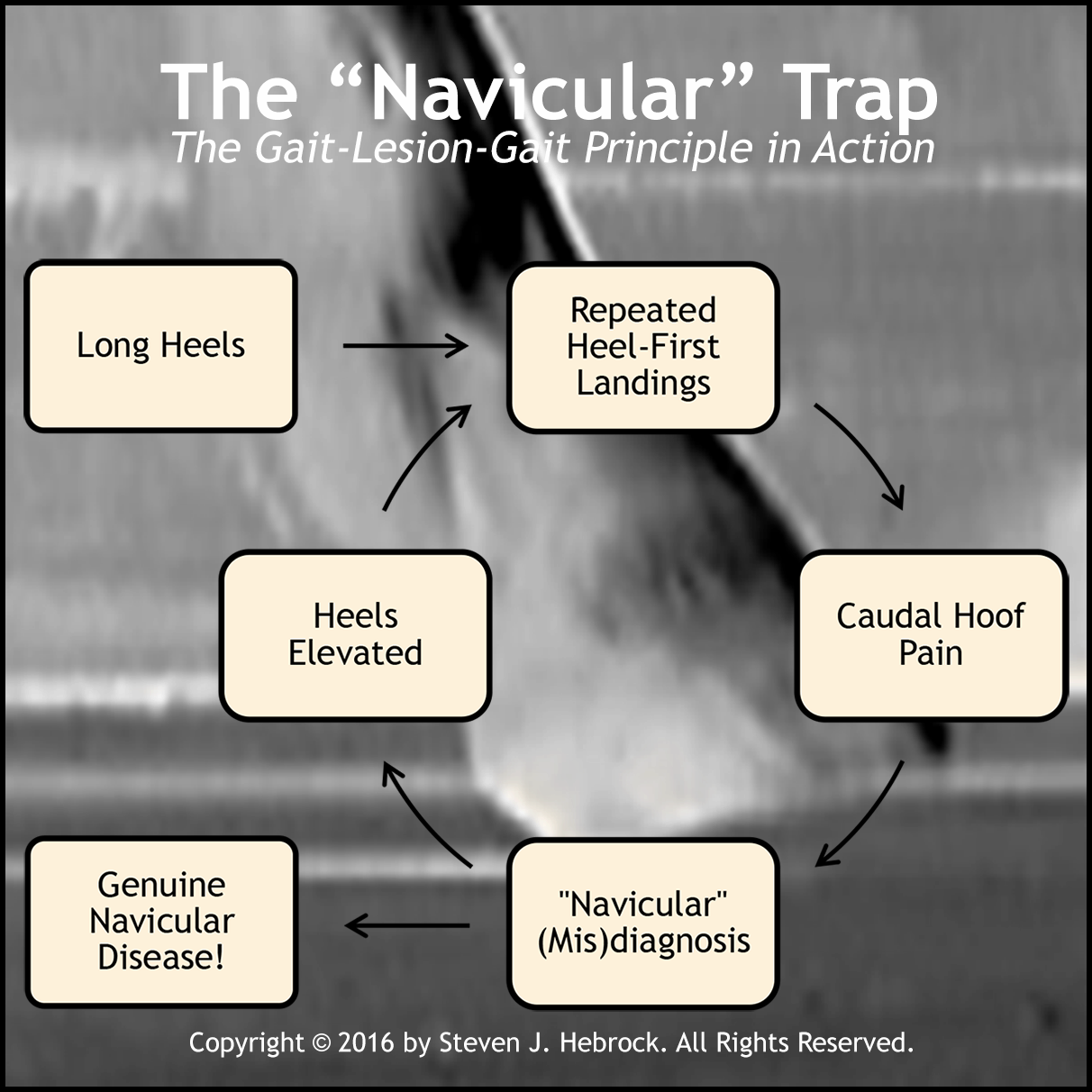 The Navicular Trap
